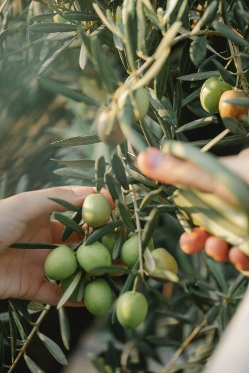 The Truth About Soap: A Deep Dive into Zahavier’s All-Natural Ingredients